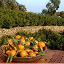CLEMENTINE (novembre, décembre et janvier uniquement)